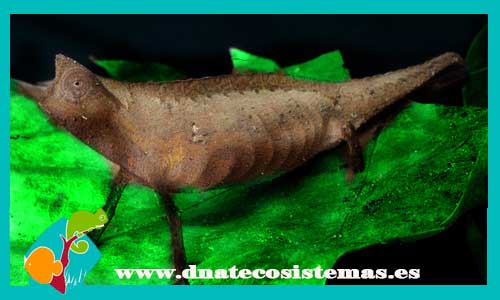 camaleon-hoja-superciliaris-brookesia-superciliaris-tienda-de-reptiles-online