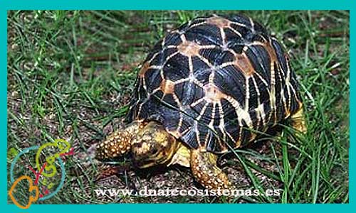 oferta-venta-tortuga-estrellada-india-geochelone-elegans-tienda-tortuga-patas-cabezas-rojas-online-venta-tortugas-calidad-baratas-por-internet-tienda-dnatecosistemas-reptiles-rebajas-bonitos-online