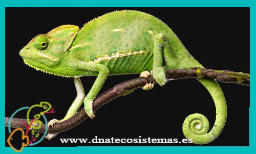 oferta-camaleon-de-yemen-8cm-body-chamaeleo-calyptratus-tienda-venta-de-reptiles-online
