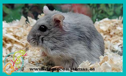 oferta-venta-hamster-ruso-gris-phodopus-sungorus-tienda-de-mamiferos-baratos-online-venta-de-mascotas-economicas-por-internet-tienda-hamster-relago-online