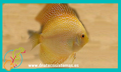oferta-disco-yellow-amarillo-snake-skin-5-6cm-symphysodon-aequifasciatus