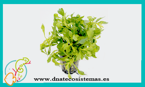 althernanthera-beztkiana-verde-dnatecosistemas-tienda-online-plantas-naturales-para-acuario-de-agua-dulce