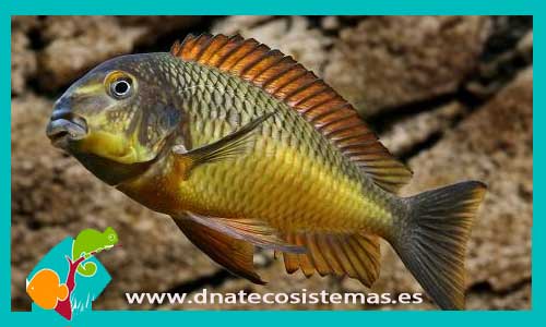 tropheus-moorii-kazumba-venta-de-peixe-online