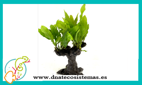 bonsai-con-microsorium-plantas-para-acuarios-de-agua-dulce