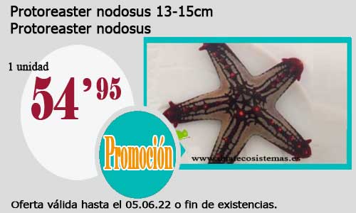 .Protoreaster nodosus 13-15cm