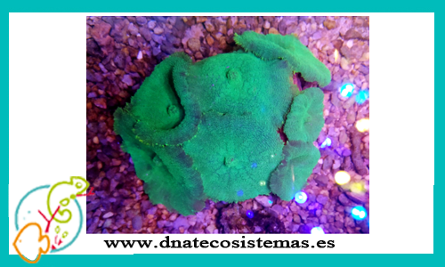 discosoma-sp-verde-3-color-m-tienda-de-peces-online-acuario-alimento-vivo-skimmer-filtro-