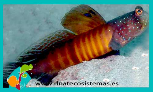 cryptocentrus-pavoninoides-tienda-de-peces-online-peces-por-internet-mundo-marino-todo-marino
