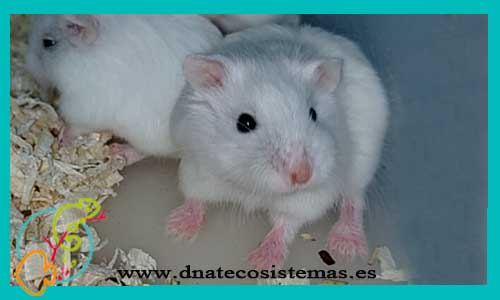 oferta-venta-hamster-roborovski-blanco-phodopus-roborovkii--tienda-de-mamiferos-baratos-online-venta-de-mascotas-economicas-por-internet-tienda-hamster-relago-online