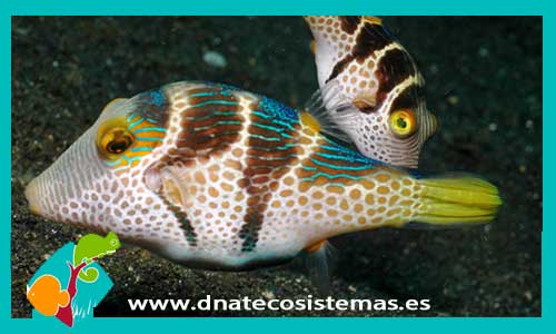 canthigaster-coronata-tienda-de-peces-online-peces-por-internet-mundo-marino-todo-marino