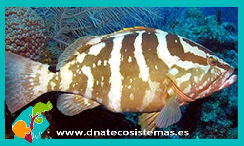ephinephelus-striatus-tienda-de-peces-online-acuario-marino-alimento-vivo-congelado-comida-seca-alga-roca-cuevas-luces-skimmer-bomba