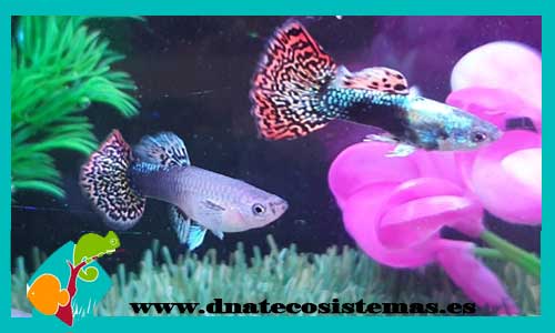 GUPPY PAREJA RED BUTTERFLY SEL Poecilia reticulata €.  