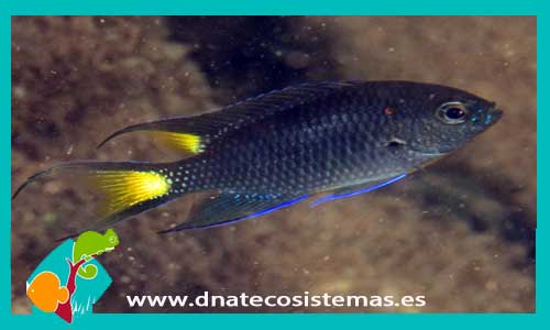 neopamacentrus-taeniurus-tienda-de-peces-online-peces-por-internet-acuario-comida-alimento-congelado-vivo-seco-escama-roca-algas-troncos-coral-arrecife-luces