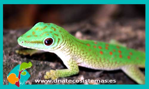 gecko-diurno-gigante-madagascar-phelsuma-madag-kochi-venta-online-venta-de-reptiles-online