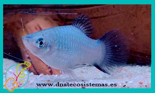 oferta-venta-platy-azul-wagtail-3.5-4cm-xiphophorus-maculatus-helleri-tienda-peces-tropicales-baratos-online-venta-platys-economicos-por-internet-tienda-mascotas-peces-rebajas-con-envio