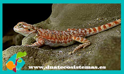 dragon-barbudo-australiano-baby-pogona--vitticeps-nc2015-tienda-venta-de-reptiles-online