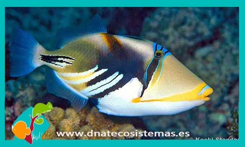 oferta-rhinecanthus-aculeatus-tienda-de-peces-online-peces-por-internet-mundo-marino-todo-marino
