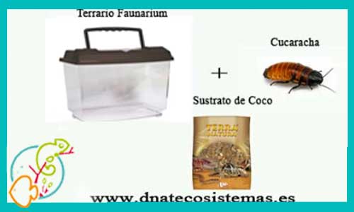 oferta-pack-cucaracha-faunarium-sustrato-coco-tienda-insectos-online-venta-invertebrados-por-internet-tiendamascotasonline-barato-economico