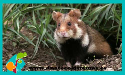 hamster-comun-europeo-cricetus-cricetus