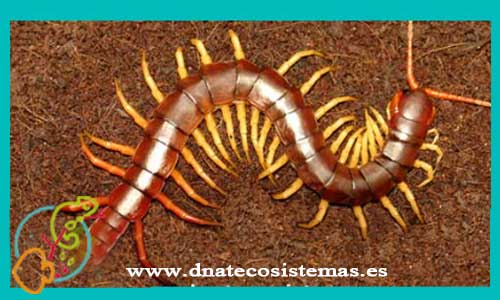 oferta-venta-escalopendra-gigante-asiatica-l-scolopendra-subspinipes-tienda-de-insectos-online