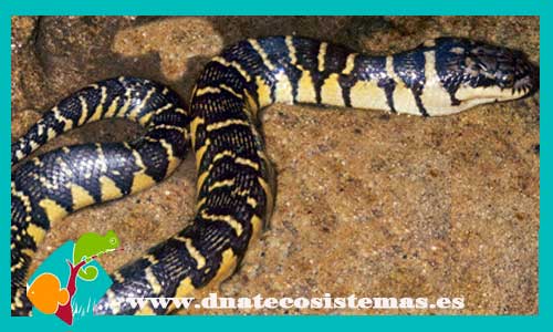 serpiente-de-agua-m-l-enhydris-bocouti-tienda-de-reptiles-online-venta-de-serpientes-online