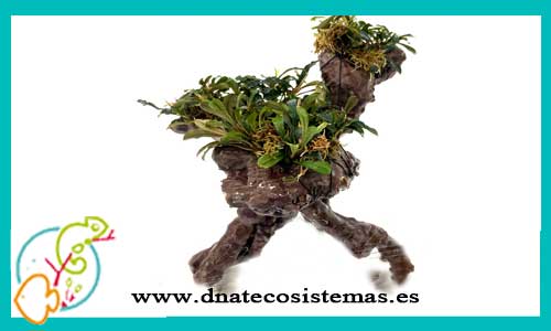 oferta-bonsai-bucephalandra-2-tienda-de-plantas-para-acuarios-de-agua-dulce-baratos-online-venta-bonsai-para-aquascaping-economico-por-internet-tiendamascotasdnatecosistemasonline