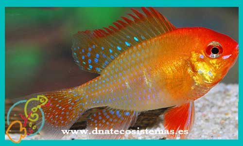 oferta-microgeophagus-ramirezi-oro-rojo-3.5-4cm-sel-tienda-de-peces-online-peces-por-internet-peces-agua-dulce-tienda-mascotas-peces-ciclidos-rebajas-con-envio