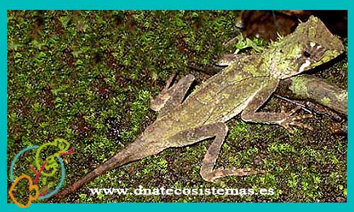 oferta-venta-dragon-cornudo-epsinoso-m-l-ccee-acanthosaura-coronata-venta-de-reptiles-baratos-tienda-online-de-reptiles-dnatecosistemas