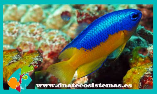 pomacentrus-auriventris-tienda-de-peces-online-peces-por-internet-mundo-marino-todo-marino