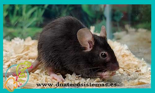 oferta-venta-raton-negro-mus-musculus-tienda-mamiferos-baratos-online-venta-ratones-economicos-por-internet-tienda-mascotas-rebajas-online