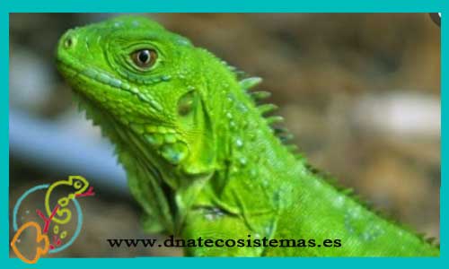 oferta-venta-iguana-verde-16-18cm-iguana-iguana-dnatecosistemas-ventaonline-venta-de-repitiles-internet-reptiles-baratos-iguanas-lagartos-tienda-reptiles