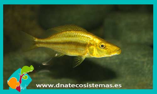 dimidiochromis-compressiceps-oro