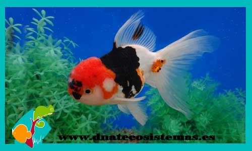 venta-oranda-tricolor-oranda-11-12calico-escama-perlada-corona-goldfish-carpin-peces-de-colores-tienda-de-peces-venta-de-peces-online-de-agua-fria