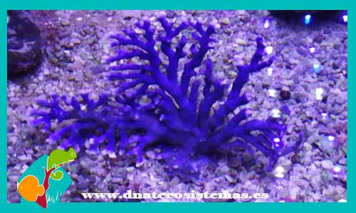 distichopora-spp-azul-coral-duro-tienda-de-coral-marino-barato