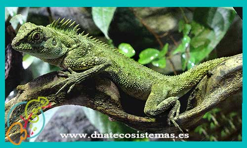 Acantosaurio cornudo de Vietnam  M-L CCEE