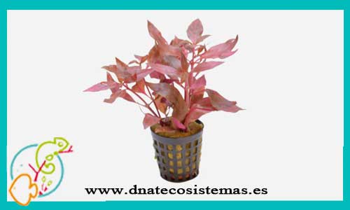 oferta-venta-alternanthera-cardinalis-variegata-nl-plantas-de-acuarios-de-agua-dulce-tienda-mascotas-online-con-envio