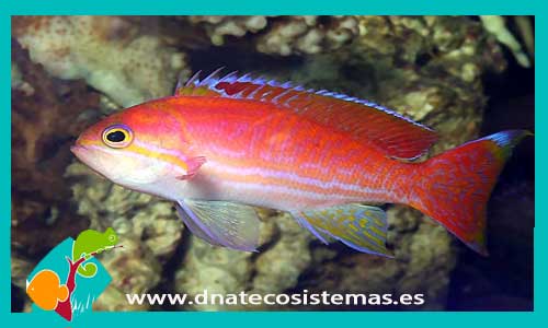 pseudanthias-bimaculatus-tienda-de-peces-online-peces-por-internet-mundo-marino-todo-peces-marinos-accesorios