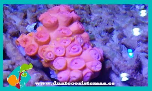 dendrophyllia-spp-rosa-1-coral-duro