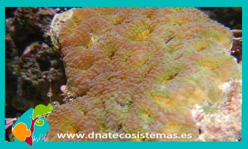 acanthastrea-echinata-premium-australia-coral-duro-sps-tienda-de-peces-online-venta-de-peces-por-internet