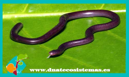 culebrita-gusano-negro-de-egipto-ramphotyphlops-braminus-venta-de-animales-online-tienda-de-serpiente-online-dnatecosistemas