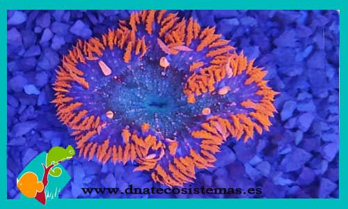 epicystis-crucifer-roja-anemonas-tienda-de-peces-online