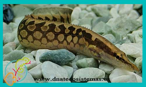 oferta-anguila-cinta-mastacembelus-11cm-armatusanguila-leopardo