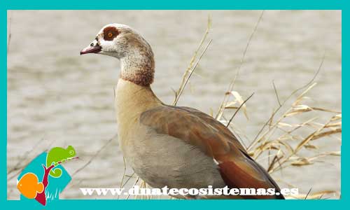 ganso-del-nilo-alopochen-aegyptiacus-ibis-sagrado-threskiornis-aethiopicus-bengali-rojo-venta-prohibida