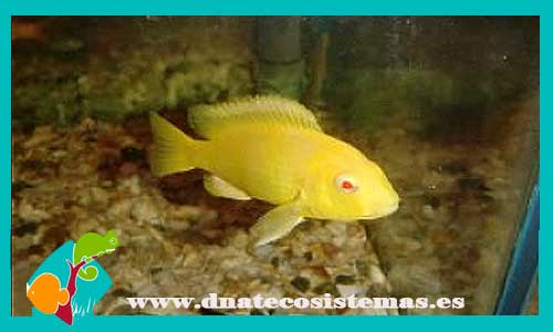 labidocromis-sp-yellow-albin-3-4cm-tienda-de-peces-online-peces-por-internet-peces-agua-dulce-venta-de-peces-del-lago-tanganica