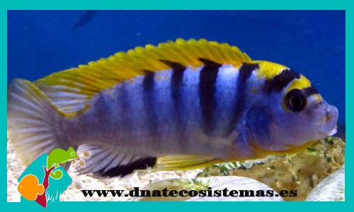 labidochromis-sp-hongi-3-4cm-tienda-de-peces-online-peces-por-internet-peces-venta-de-peces-africanos