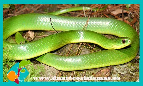 serpiente-verde-china-ad-cyclophiops-major-venta-de-serpiente-tienda-de-vibora-por-internet-venta-de-animales-online-dnatecosistemas-barata