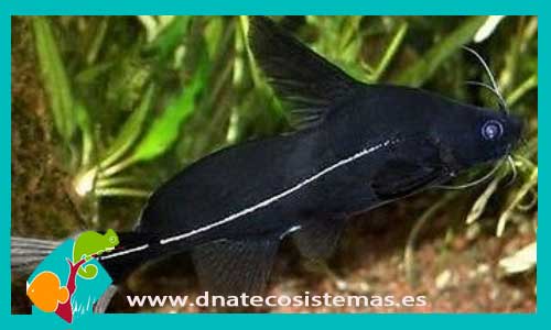 bagrichthys-hypselopterus-pez-gato-vela-negra-venta-de-peces-gatos-online-tienda-de-peces-online
