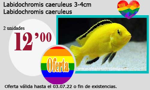 Labidochromis caeruleus 3-4cm