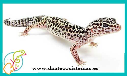 oferta-venta-gecko-leopardo-8cm-body-ccee-eublepharis-macularius-tienda-de-reptiles-baratos-online-venta-de-geckos-economicos-por-internet-tienda-mascotas-rebajas-online