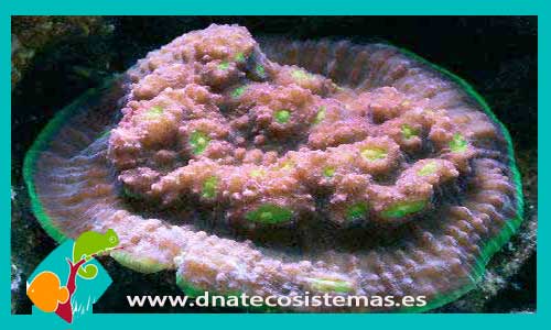 echinopora-sp-color-tienda-de-peces-online-comida-alimento-bomba-skimmer-planta-cueva-roca-luces-led