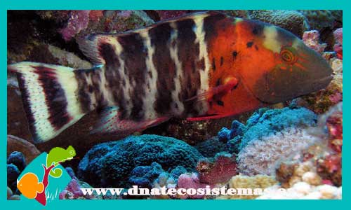 cheilinus-fasciatus-l-tienda-de-peces-online-peces-por-internet-mundo-marino-todo-marino
